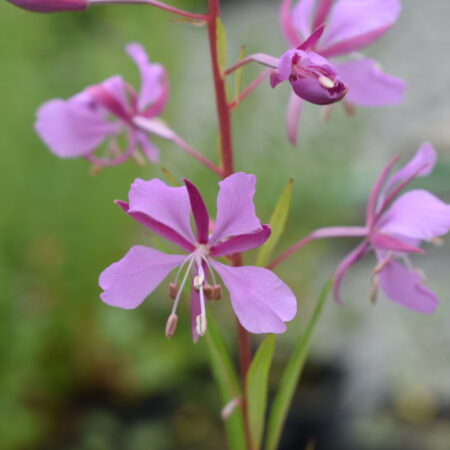 Willow Herb