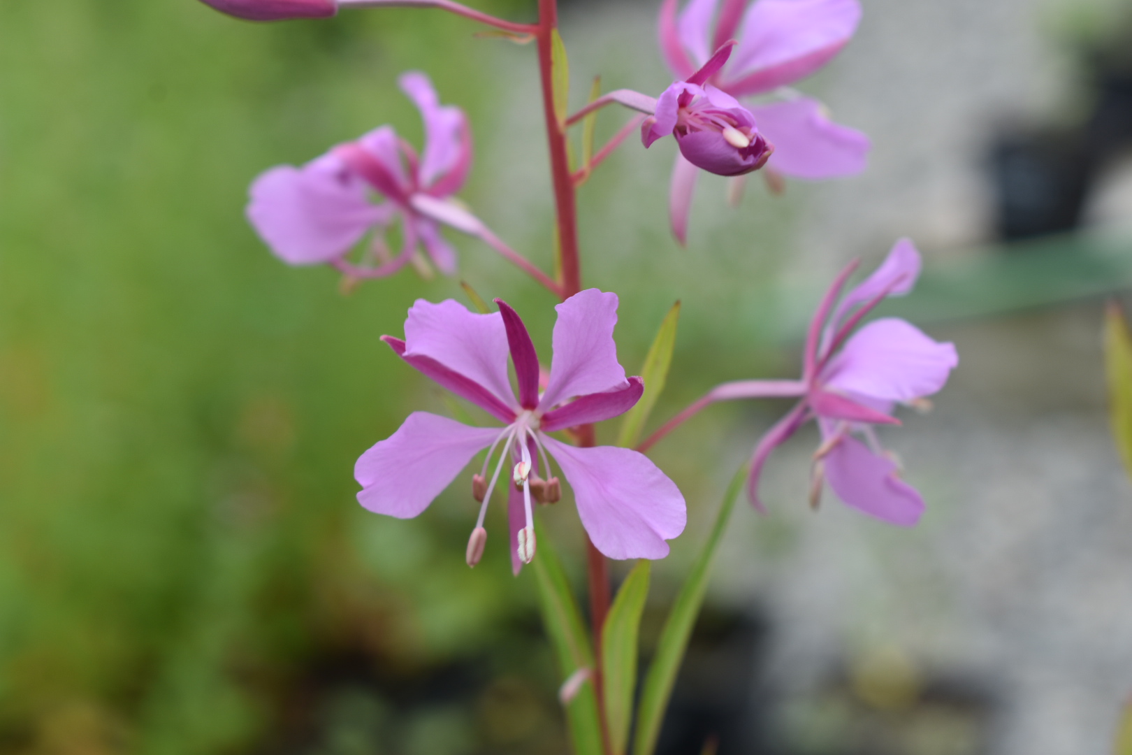 Willow Herb