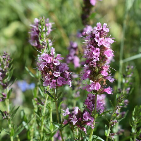 Hyssop