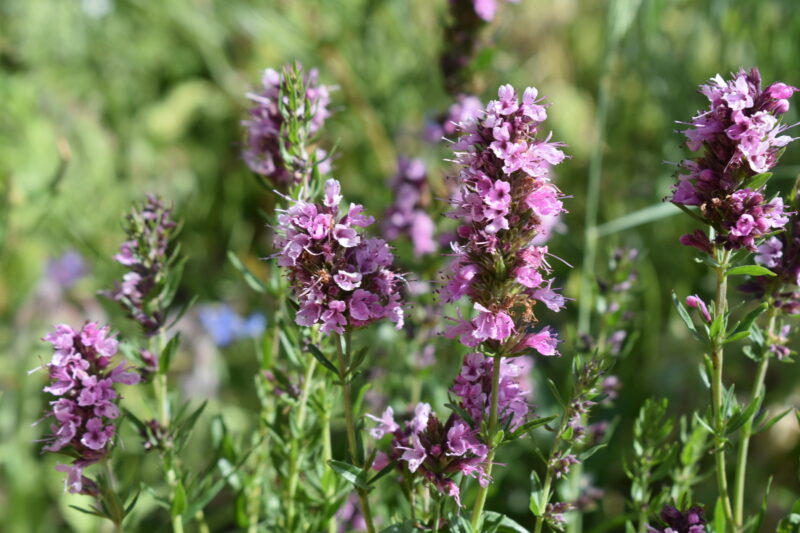 Hyssop