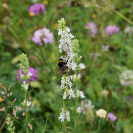 Hyssop