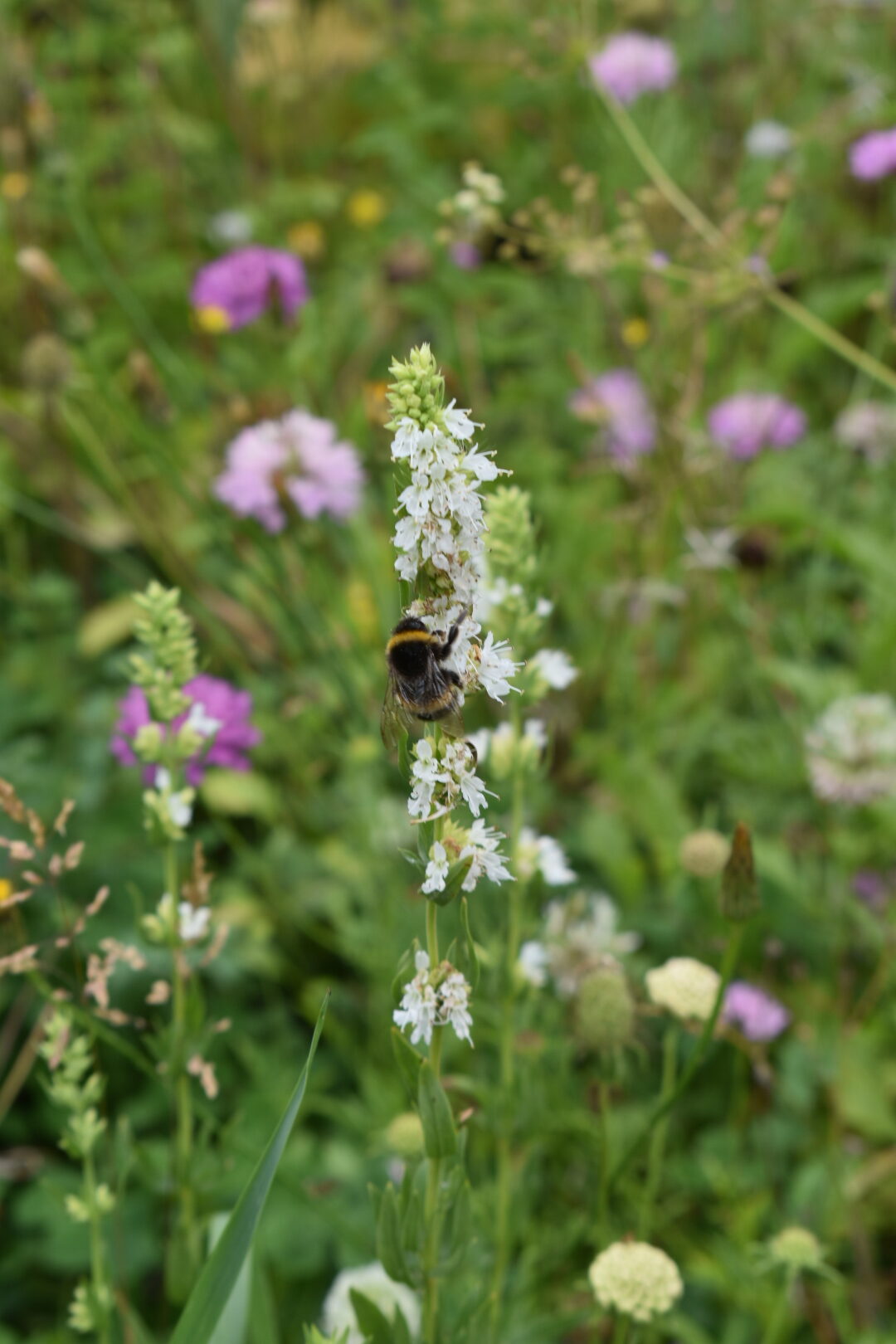 Hyssop