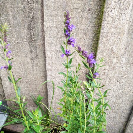 Hyssop