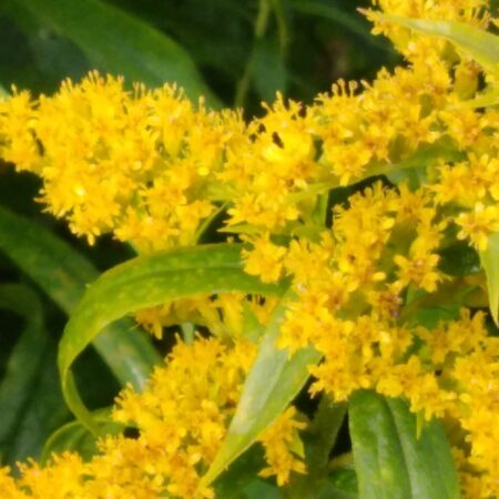 Goldenrod flowers