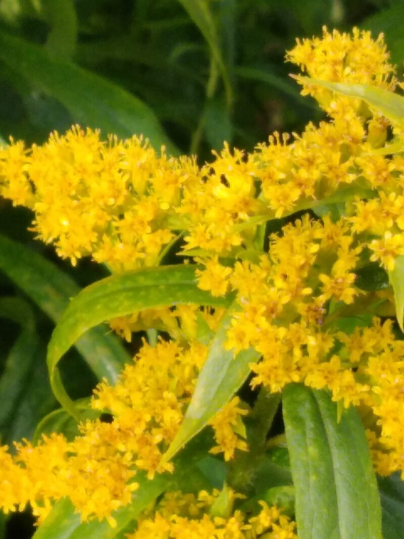 Goldenrod flowers