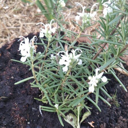 White flowering Rosemary