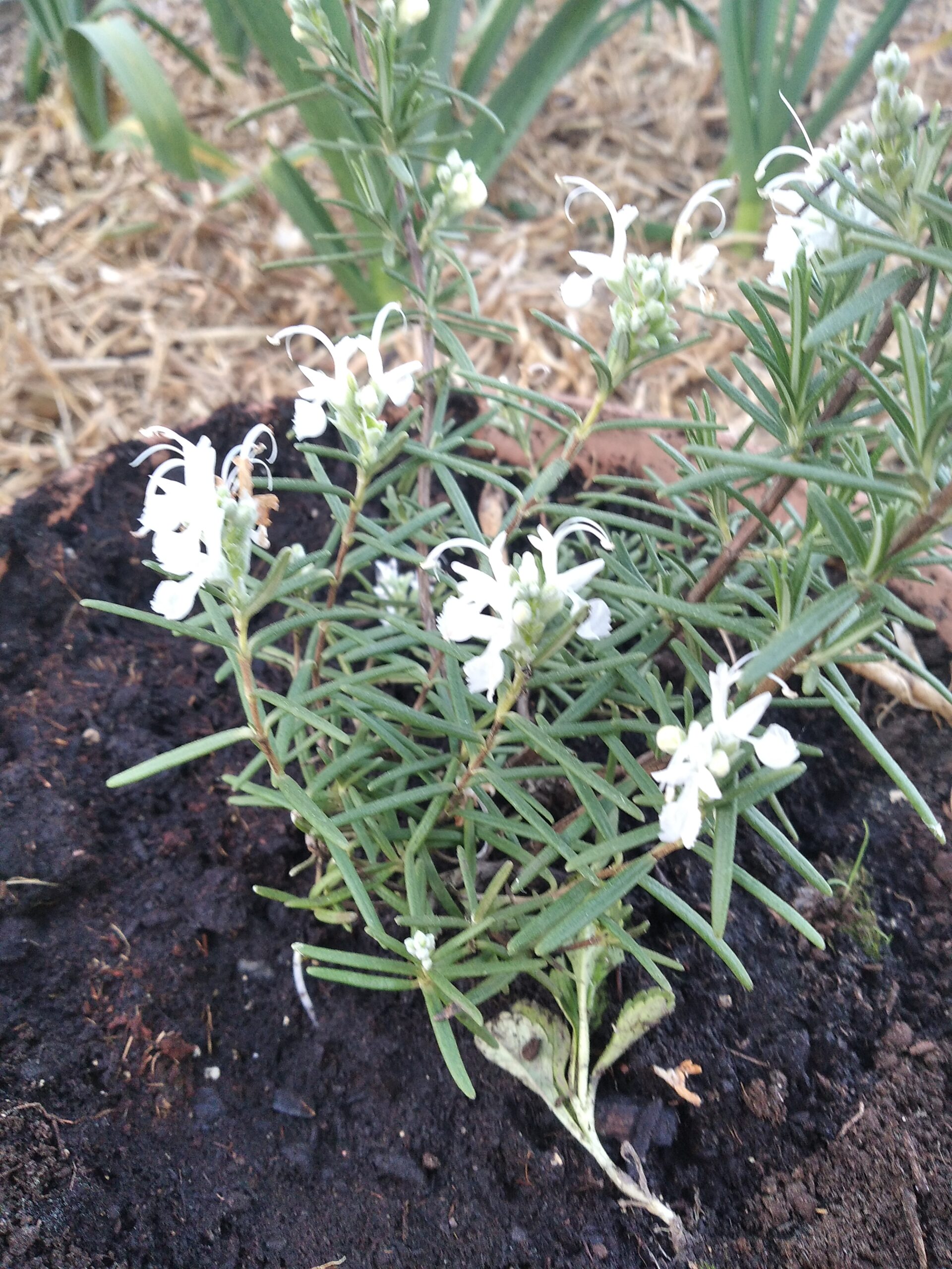 White flowering Rosemary