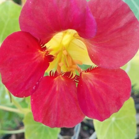 Cherry Rose Nasturtium