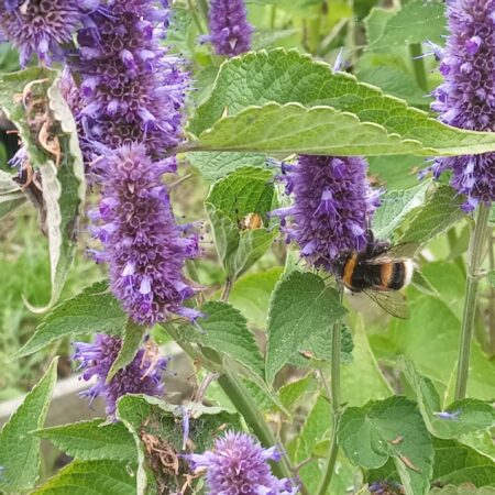 Anise Hyssop