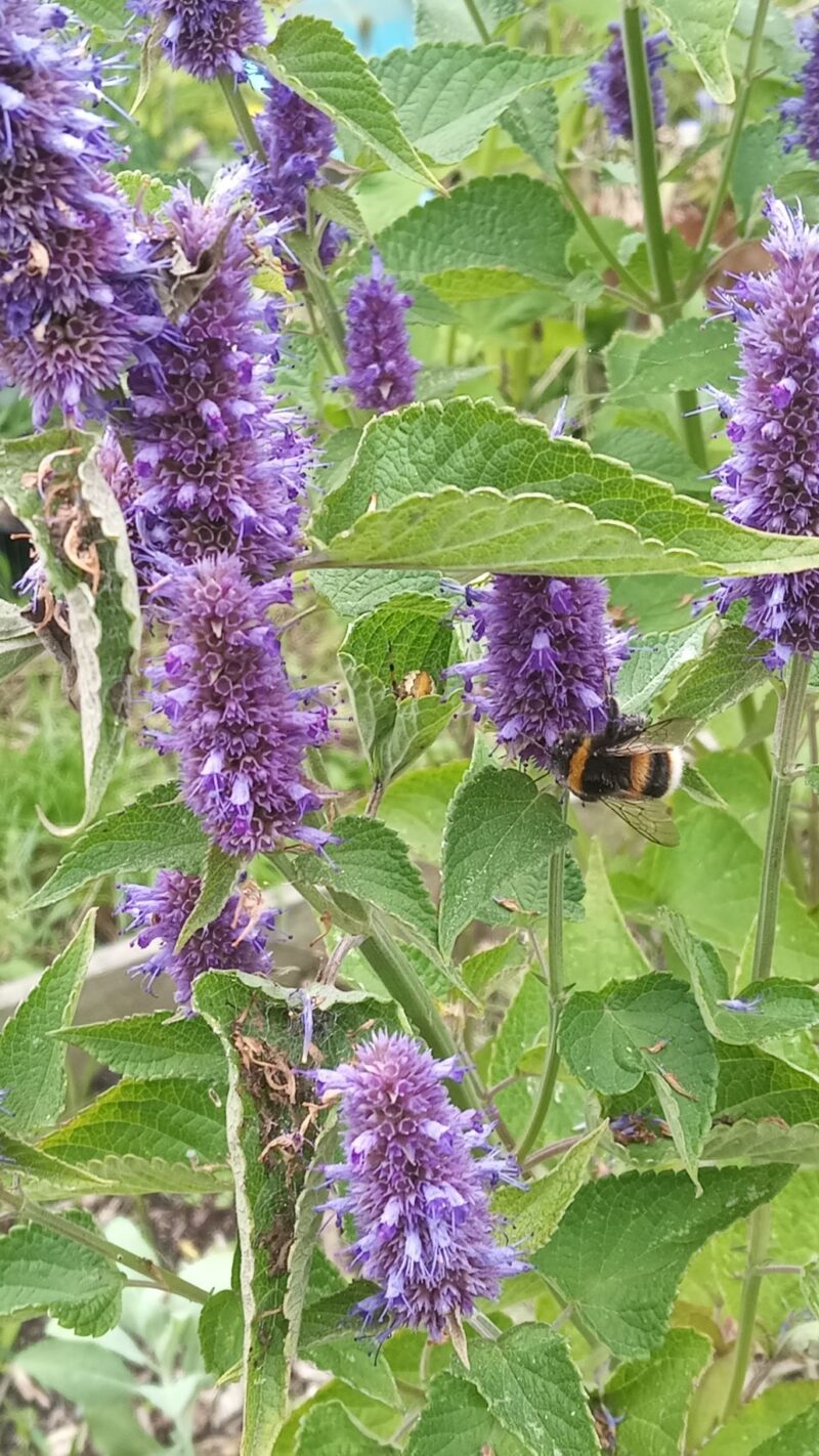 Anise Hyssop