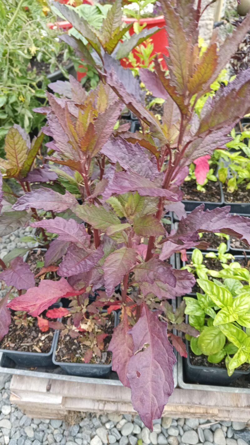 Epazote Oaxacan Red