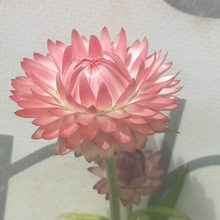 Apricot Peach