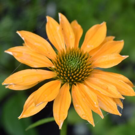 Echinacea yellow
