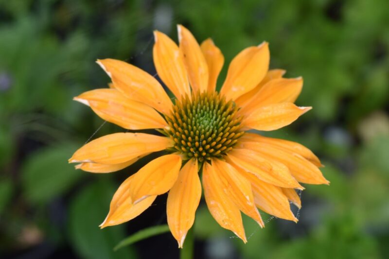 Echinacea yellow