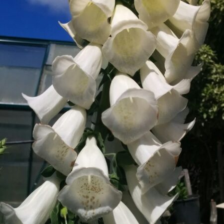 White foxglove