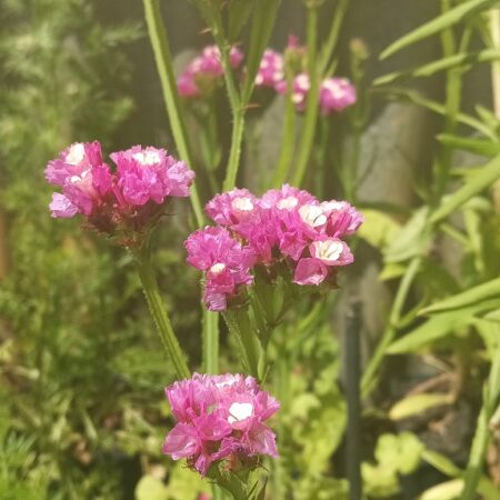 Statice Rose