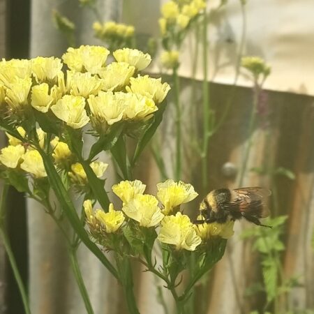 Statice Yellow
